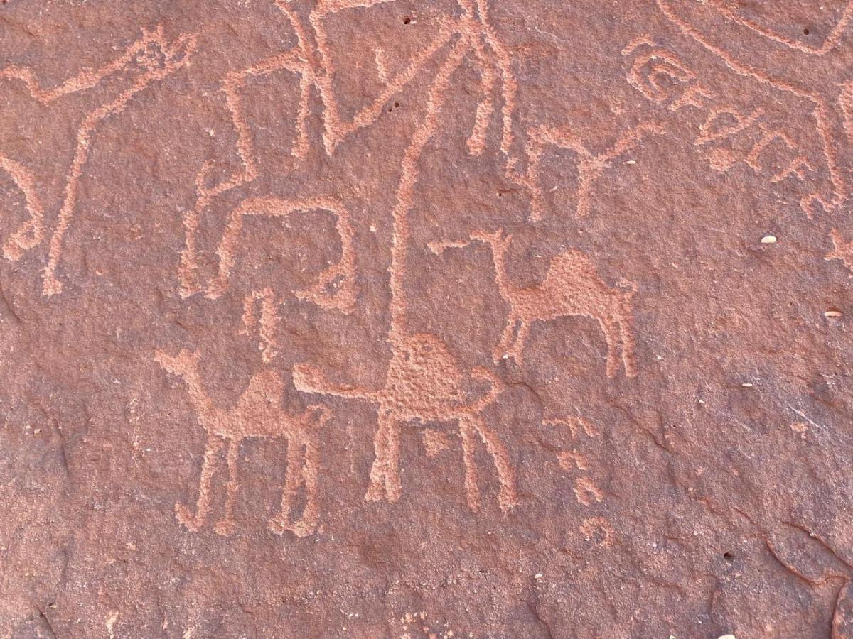Wadirum Zeid Camp&Tours وادي رم المظهر الخارجي الصورة